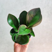 Load image into Gallery viewer, Peperomia clusiifolia Red Edge - 105mm
