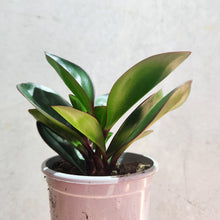 Load image into Gallery viewer, Peperomia clusiifolia Red Edge - 105mm
