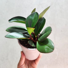 Load image into Gallery viewer, Peperomia clusiifolia Red Edge - 105mm
