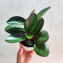 Load image into Gallery viewer, Peperomia clusiifolia Red Edge - 105mm

