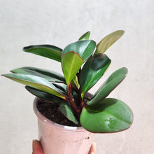 Load image into Gallery viewer, Peperomia clusiifolia Red Edge - 105mm
