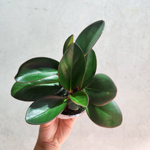 Load image into Gallery viewer, Peperomia clusiifolia Red Edge - 105mm
