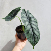 Load image into Gallery viewer, Alocasia Baginda Dragon Scale - 100mm
