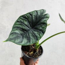 Load image into Gallery viewer, Alocasia Baginda Dragon Scale - 100mm
