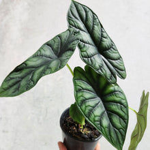 Load image into Gallery viewer, Alocasia Baginda Dragon Scale - 100mm
