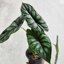 Load image into Gallery viewer, Alocasia Baginda Dragon Scale - 100mm
