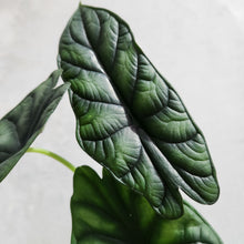 Load image into Gallery viewer, Alocasia Baginda Dragon Scale - 100mm
