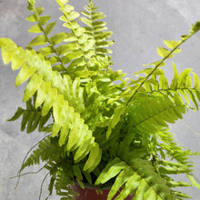 Load image into Gallery viewer, Nephrolepis exaltata / Variegated Boston Tiger Fern - 100mm
