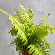 Load image into Gallery viewer, Nephrolepis exaltata / Variegated Boston Tiger Fern - 100mm
