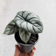 Load image into Gallery viewer, Alocasia Baginda Silver Dragon - 100mm
