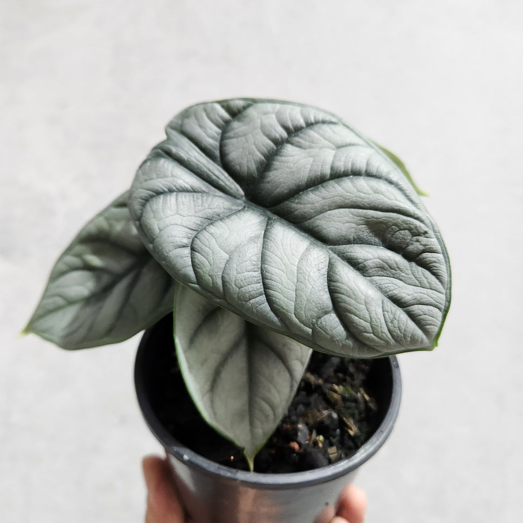 Alocasia Baginda Silver Dragon - 100mm