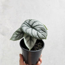 Load image into Gallery viewer, Alocasia Baginda Silver Dragon - 100mm
