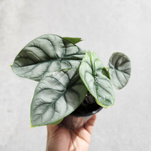Load image into Gallery viewer, Alocasia Baginda Silver Dragon - 100mm
