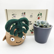 Load image into Gallery viewer, Monstera Plant Plushie &amp; Succulent Gift Box
