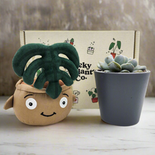 Load image into Gallery viewer, Cheeky Monstera Plant Plushie &amp; Succulent Gift Box
