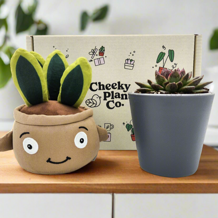 Cheeky Snake Plant Plushie & Succulent Gift Box