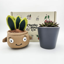 Load image into Gallery viewer, Snake Plant Plushie &amp; Succulent Gift Box

