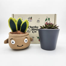 Load image into Gallery viewer, Cheeky Snake Plant Plushie &amp; Succulent Gift Box
