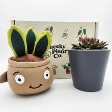 Load image into Gallery viewer, Cheeky Snake Plant Plushie &amp; Succulent Gift Box
