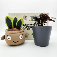 Load image into Gallery viewer, Plushie &amp; Plant Gift Box

