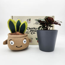 Load image into Gallery viewer, Plushie &amp; Plant Gift Box
