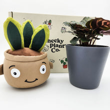 Load image into Gallery viewer, Plushie &amp; Plant Gift Box
