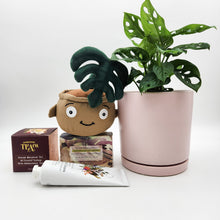 Load image into Gallery viewer, Happy Birthday Plant Hamper - Sydney Only
