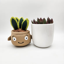 Load image into Gallery viewer, Succulent &amp; Plant Plushie Gift - Sydney Only
