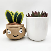 Load image into Gallery viewer, Succulent &amp; Plant Plushie Gift - Sydney Only
