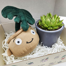 Load image into Gallery viewer, Monstera Plant Plushie &amp; Succulent Gift Box
