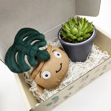 Load image into Gallery viewer, Cheeky Monstera Plant Plushie &amp; Succulent Gift Box

