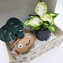 Load image into Gallery viewer, Plushie &amp; Plant Gift Box
