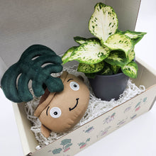 Load image into Gallery viewer, Plushie &amp; Plant Gift Box
