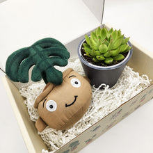 Load image into Gallery viewer, Cheeky Monstera Plant Plushie &amp; Succulent Gift Box
