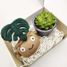 Load image into Gallery viewer, Cheeky Monstera Plant Plushie &amp; Succulent Gift Box
