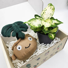 Load image into Gallery viewer, Plushie &amp; Plant Gift Box
