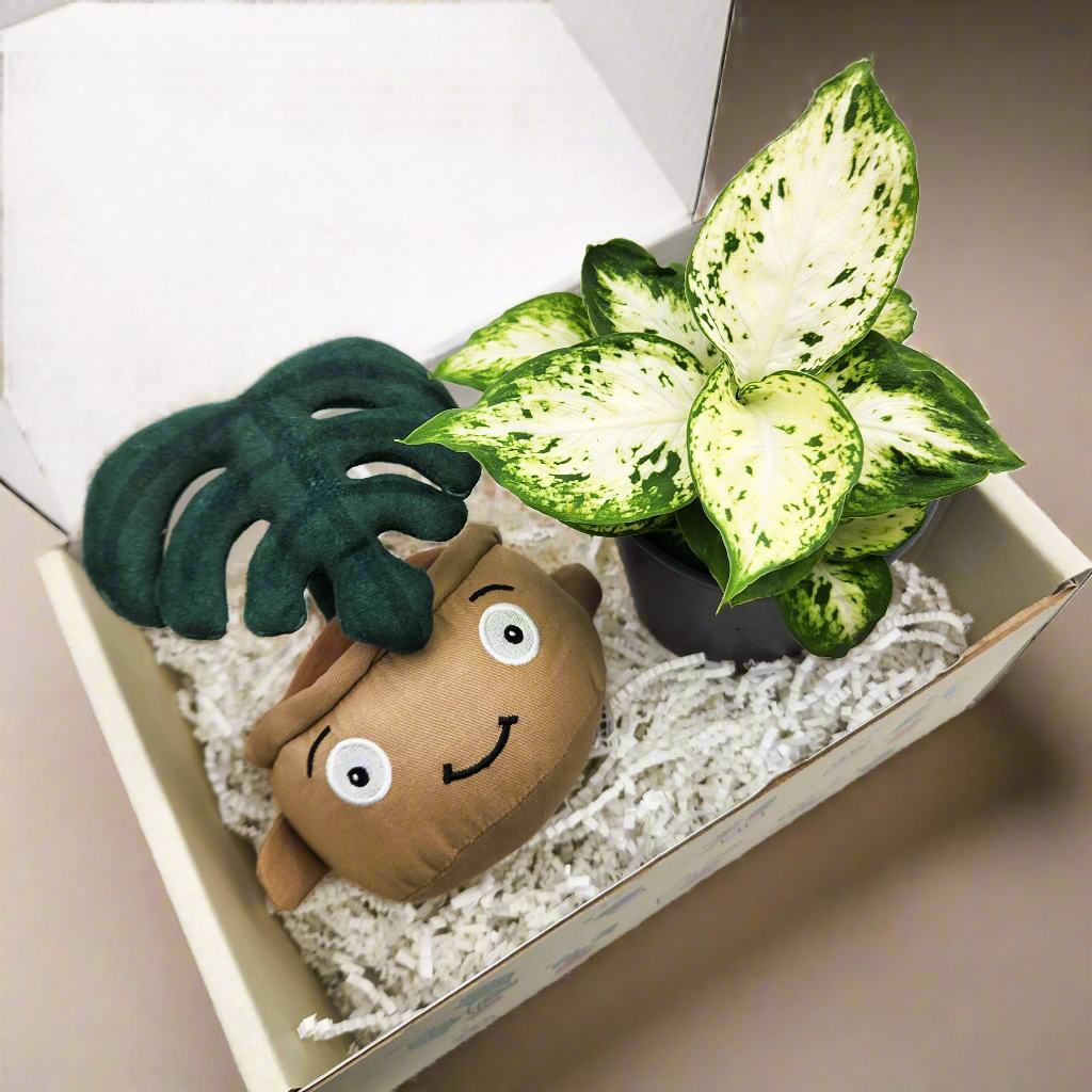 Plushie & Plant Gift Box