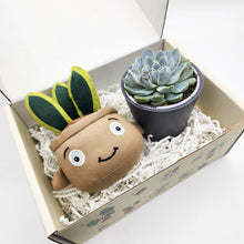 Load image into Gallery viewer, Cheeky Snake Plant Plushie &amp; Succulent Gift Box
