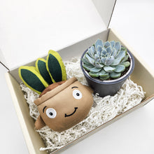 Load image into Gallery viewer, Cheeky Snake Plant Plushie &amp; Succulent Gift Box
