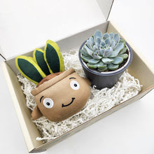 Load image into Gallery viewer, Snake Plant Plushie &amp; Succulent Gift Box
