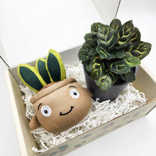 Load image into Gallery viewer, Plushie &amp; Plant Gift Box
