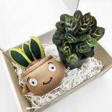 Load image into Gallery viewer, Plushie &amp; Plant Gift Box
