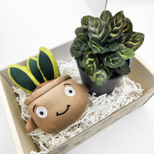 Load image into Gallery viewer, Plushie &amp; Plant Gift Box
