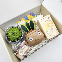 Load image into Gallery viewer, Pamper - Succulent Hamper / Succulent Gift Box
