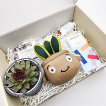 Load image into Gallery viewer, Happy Birthday - Succulent Hamper / Succulent Gift Box
