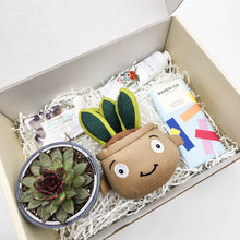 Load image into Gallery viewer, Happy Birthday - Succulent Hamper / Succulent Gift Box
