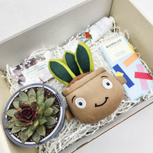 Load image into Gallery viewer, Happy Birthday - Succulent Hamper / Succulent Gift Box
