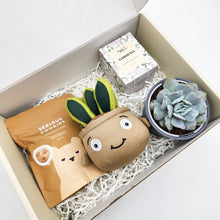 Load image into Gallery viewer, Congratulations - Succulent Hamper / Succulent Gift Box
