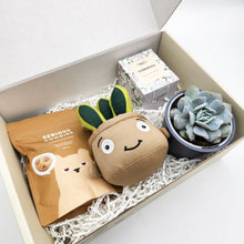 Load image into Gallery viewer, Congratulations - Succulent Hamper / Succulent Gift Box
