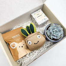 Load image into Gallery viewer, Congratulations - Succulent Hamper / Succulent Gift Box
